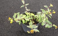 hypericum tricolor