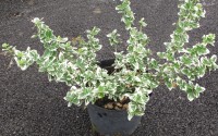 fusain euonymus fortunei gaiety