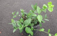 fusain euonymus dart's blanket