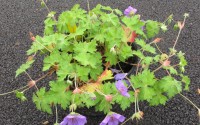 geranium rozanne