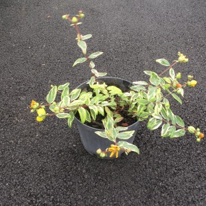 Plantes rampantes et couvre sol