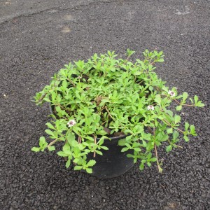 Plantes rampantes et couvre sol