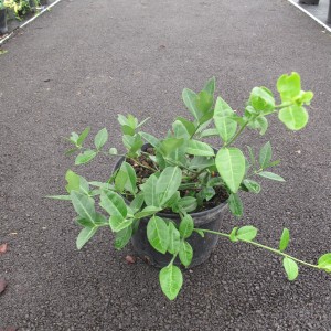 Plantes rampantes et couvre sol