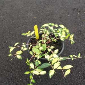 Plantes rampantes et couvre sol