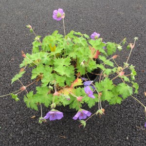 Plantes rampantes et couvre sol