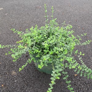 Plantes rampantes et couvre sol