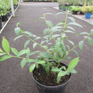 Petits fruits et aromatiques 