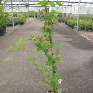 Plantes grimpantes