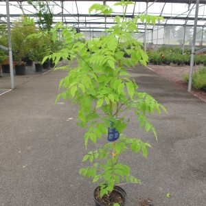 Plantes grimpantes