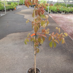 Plantes grimpantes