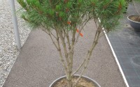 pinus densiflora