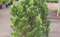 pinus sylvestris pin sylvestre