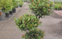 photinia little red robin pompons