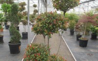 photinia little red robin pompons