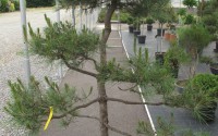 pin bonsai pinus sylvestris 