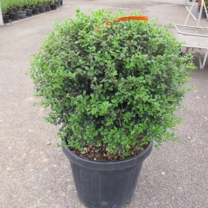 Topiaire et Bonsai