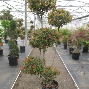 Topiaire et Bonsai