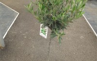 olivier tigette