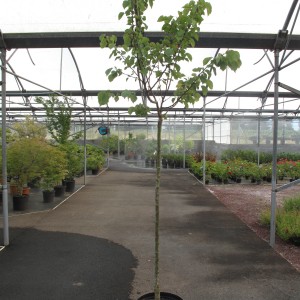 Arbres fruitiers