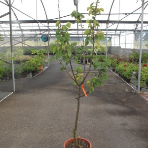 Arbres fruitiers
