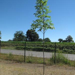 Arbres fruitiers
