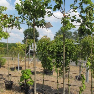 Arbres d'ornement