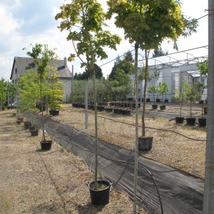 Arbres d'ornement