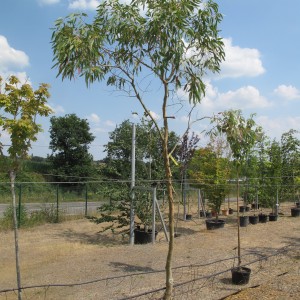 Arbres d'ornement