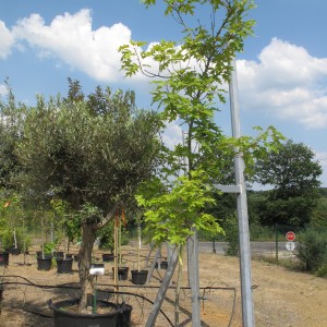 Arbres d'ornement