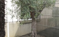 olivier vieux tronc