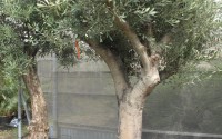 olivier tronc lisse 