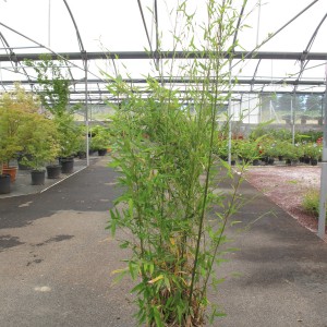 Bambou traçant et non traçant