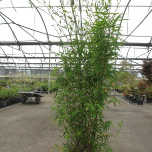 Bambou traçant et non traçant