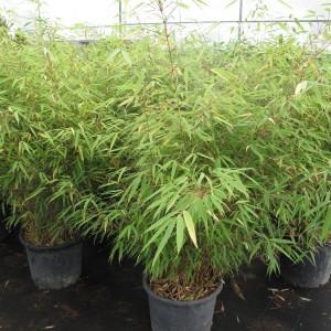 Bambou traçant et non traçant