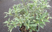 pittosporum heterophyllum variegatum