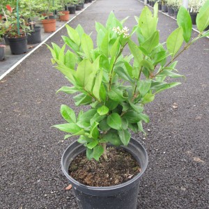 Arbustes de haie persistants