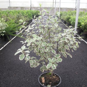 Arbustes de haie persistants