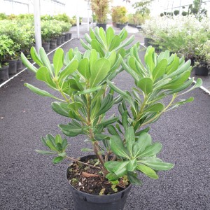 Arbustes de haie persistants