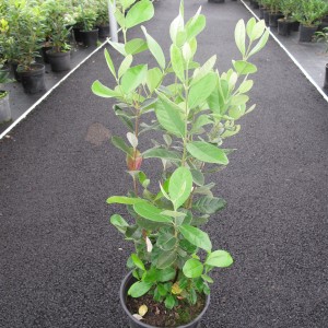 Arbustes de haie persistants