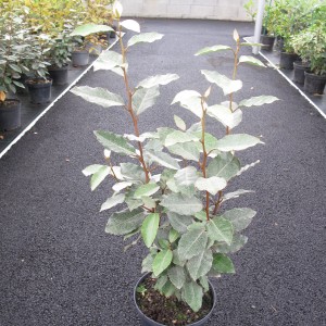 Arbustes de haie persistants