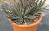 agave red