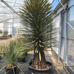 Plantes méditerranéennes variées