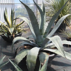 Plantes méditerranéennes variées