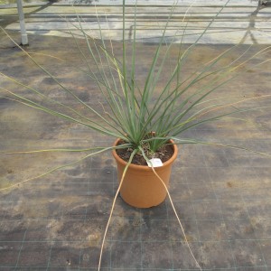 Plantes méditerranéennes variées