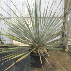 Plantes méditerranéennes variées