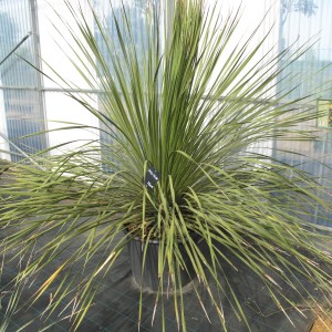 Plantes méditerranéennes variées