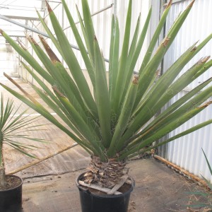 Plantes méditerranéennes variées