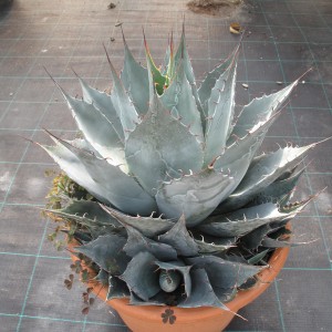 Plantes méditerranéennes variées