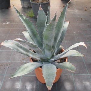 Plantes méditerranéennes variées