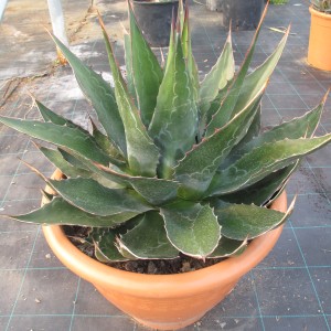 Plantes méditerranéennes variées